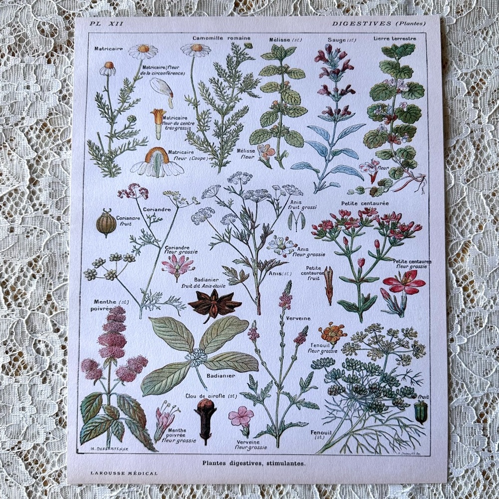Vintage French Digestive Floral Chart Decor Print 8x10